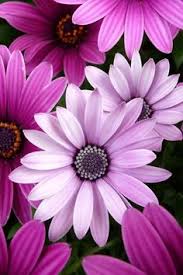 Image result for paprskovka obrázek