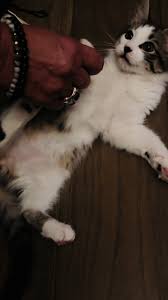 Ziggy, le chat joyeux de Jean-Luc Reichmann