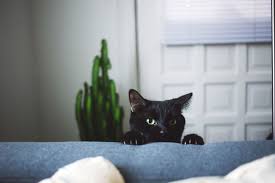 A list of the top 30 d female cats names were compiled by veterinary pet insurance over 300,000 policy holders. 70 Best Black Cat Names Cool Names For Male Female Black Cats
