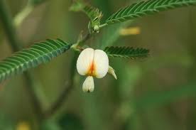 Image result for Aeschynomene