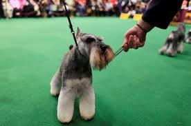 Westminster Kennel Club Show Miniature Schnauzer Westminster Dog Show Schnauzer Dogs Pampered Puppies