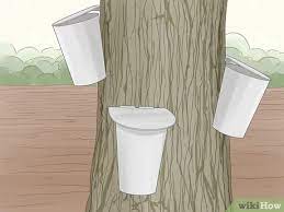 How To Make Maple Syrup 14 Steps With Pictures Wikihow