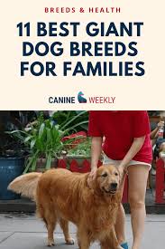 the 13 best big dog breeds top large dogs for kids families big dog breeds family dogs breeds best big dog breeds