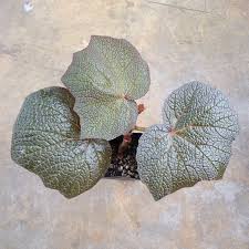 Image result for Begonia scutifolia