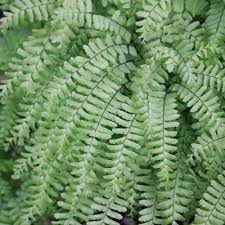 Image result for Adiantum patens