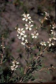 Image result for Leptospermum laevigatum