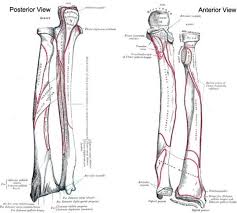 Radius Bone Anatomy Bone And Spine Anatomy Bones Radius Bone Ulna Bone