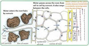 That S How Roots Absorb Water Roots Water Root