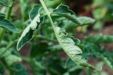 4 teaspoons of raspberry leaves or fruit brew 2 cups of boiling water, insist for several hours in a closed container, strain. Common Vegetable Garden Problems Cures And Controls