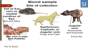We did not find results for: Venipuncture Sites In Dogs