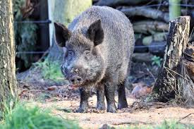 Wild boar swine | hunting information & pictures. Prsyqg 4treggm