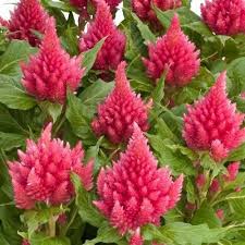 Celosia Nana Glitters Pink Flower Seeds Celosia Plumosa 50 Seeds Celosia Flower Beautiful Flowers Flower Seeds