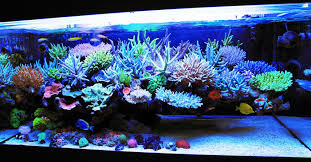 So you want to put a lot of thought into it. How To Aquascape Live Rock