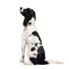 Both german shorthaired pointer and english springer spaniel has almost same litter. Springer Spaniel English Hunde Informationen Zu Den Bienenarten