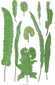 Image result for Asplenium currorii