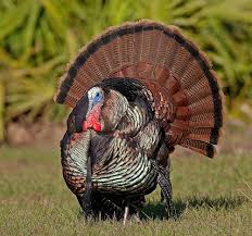 Birds That Look Like Turkeys In Florida The Florida Wild Turkey Meleagris Gallopavo Osceola Also Referred To As The Osceola Is Found Only On The Peninsula Of Fl Wild Turkey Animals Turkey Hunting