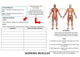 And stuff is color coded. Muscles Worksheet Teaching Resources