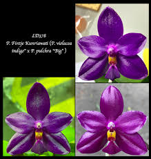 Image result for Indigofera pulchra