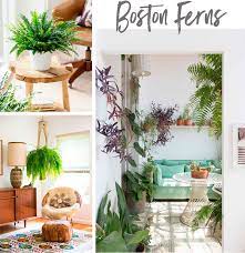 See full list on gardeningknowhow.com Up Your Indoor Plant Game With Boston Ferns Lanalou Style
