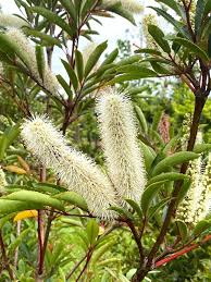 Image result for Cunonia capensis