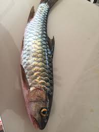 Ikan yang sering ditemukan di restoran ini adalah ikan yang memiliki daging padat dan gurih. Ikan Sungai Ikan Tengas Liar For Sale Harga Borong Facebook