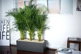 The Alluring Best Plants For Office With No Windows Decorating With Best Indoor Plants For Office Adammayfieldco Best Office Plants Office Plants Window Decor