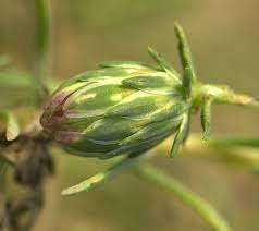 Image result for Nesaea linearis