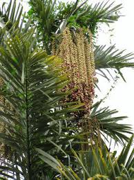 Check for pods with ripe fruits/seed. Dangerous Palms Dave S Garden
