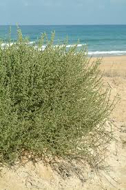 Image result for Salsola