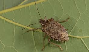 Maybe you would like to learn more about one of these? Brown Marmorated Stink Bug Halyomorpha Halys