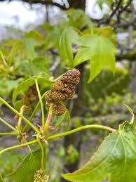 Image result for Liquidambar formosana