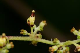 Image result for Cyphostemma kirkianum