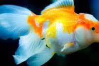 Ikan hias air tawar satu ini paling cantik jika dipelihara dalam jumlah yang banyak karena sifatnya ikan manfish yang memiliki nama lain angel fish adalah ikan hias air tawar yang tepat untuk toppers yang mencari ikan hias dengan. 15 Jenis Ikan Hias Air Tawar Terindah Yang Banyak Di Cari