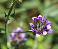 Image result for Psoralea