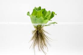 Image result for Pistia