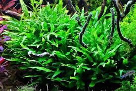 We would like to show you a description here but the site won't allow us. Java Fern Care Guide Planting Growing And Propagation Shrimp And Snail Breeder