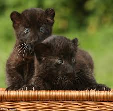 Abstract muzzle of a predatory cat of blue color on a black background, graceful lines of a tattoo, piercing eyes. Time For Our Close Up The Astonishing Blue Eyed Gaze Of The Twin Newborn Panther Cubs Daily Mail Online