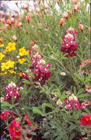 Image result for Baphia massaiensis