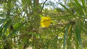 Image result for Cascabela