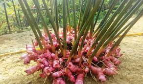 Jahe, arbei, dan bawang merah. Pembahasan Lengkap Perkembangbiakan Vegetatif Alami Pada Tanaman Elinotes Review