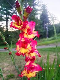 Image result for Gladiolus decoratus