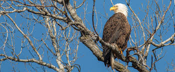 In 2012, caledon was reclassified from a natural area to a state park. Bald Eagle Watching Devil S Lake State Park Area Visitor S Guide Devilslakewisconsin Com