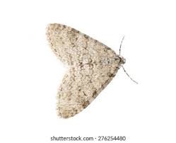 Image result for Trichopteryx