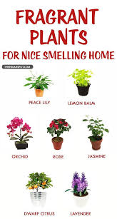I Want Lavender Lily N Jasmine Fragrant Plant Plants Indoor Plants