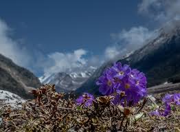 Traditional food of sikkim : Top 15 Things To Do In Sikkim In Summer Season Esikkim Tourism