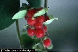 Image result for Cissampelos