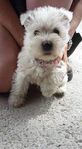 Westie Pups Looking For Homes Freshfields Animal Rescue Facebook