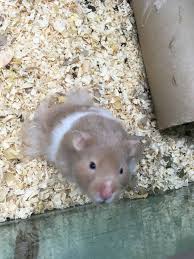When you are choosing a cage for your syrian hamster, you need to consider several factors.most importantly, you want to pick a cage that is large enough, safe, and easy to clean. Gardel Pet Shop Teddy Bear Hamsters Black Bear Facebook