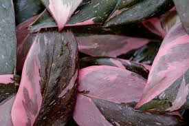 Photo Of Blushing Philodendron Philodendron Erubescens Pink Princess Uploaded By Njbob Plant Care Houseplant Easy To Grow Houseplants Philodendron