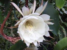 Cereus peruvianus, night blooming cereus, peruvian apple. How To Make Night Blooming Cereus Bloom Diy